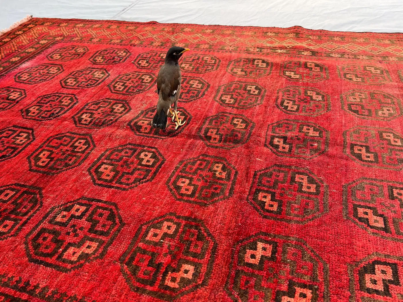 Afghan Taimani Rug 5x8 | Hand Knotted Wool Baluchi Carpet | Turkmen Gul Design | Tribal Nomadic Red Oriental Rug | Living Room Rug Decor